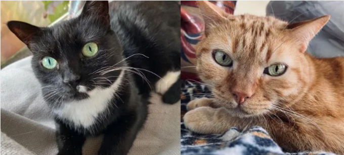 Hanno perso la loro “mamma umana” affetta da Alzheimer, due gatti cercano una nuova casa