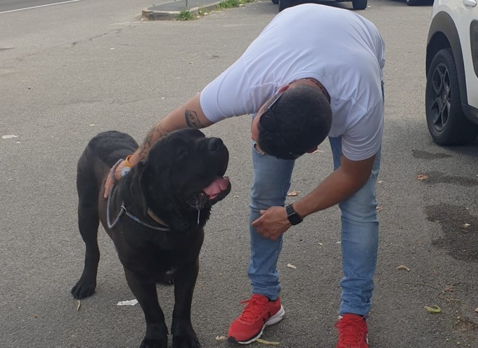 Cane vaga da solo lungo la Provinciale a Cassano d’Adda, l’appello per ritrovare il proprietario