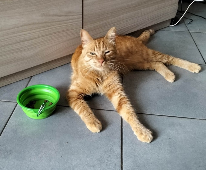 Il lieto fine dopo le mirabolanti disavventure del gatto di Pessano