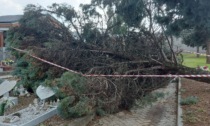 Albero crolla sul cimitero dei bambini a Pioltello: una lapide frantumata