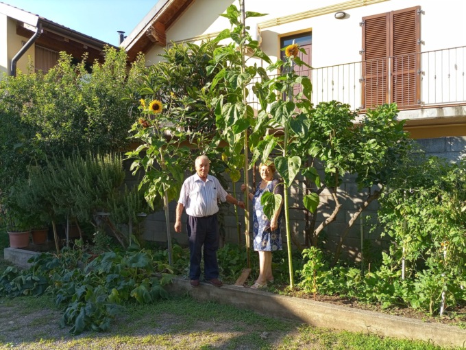 Girasole da record alto più di 4 metri a Trezzano Rosa