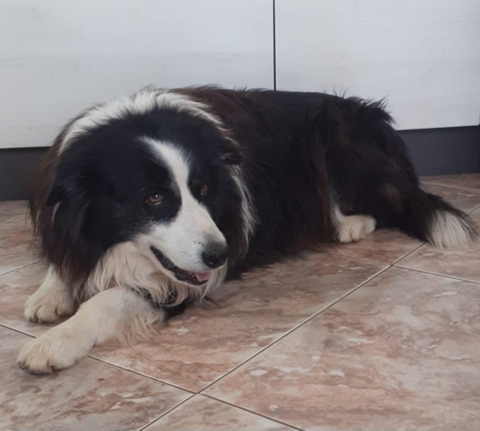 Cane avvelenato a Bussero, lo hanno ucciso con polpette fatali