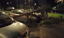 Tromba d'aria in Martesana, crollati alberi e rami. Protezione civile e Vigili del Fuoco al lavoro