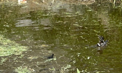 Il sindaco ferma i tagli del verde al fontanile Boccadoro: "Ci sono i nidi delle gallinelle"