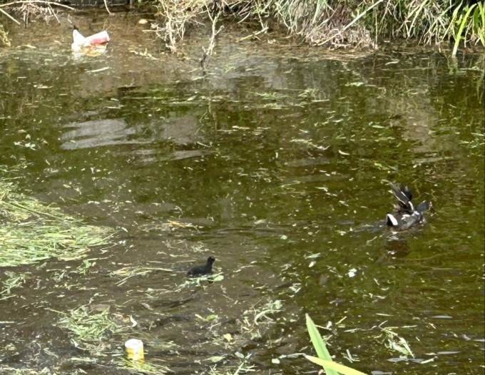 Il sindaco ferma i tagli del verde al fontanile Boccadoro: “Ci sono i nidi delle gallinelle”
