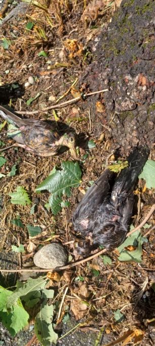 Pozzuolo, la grandine ha fatto strage di volatili e insetti nell’oasi del Wwf