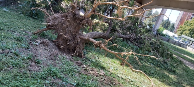 Albero sradicato a Cologno Monzese: i cittadini chiedono di intervenire