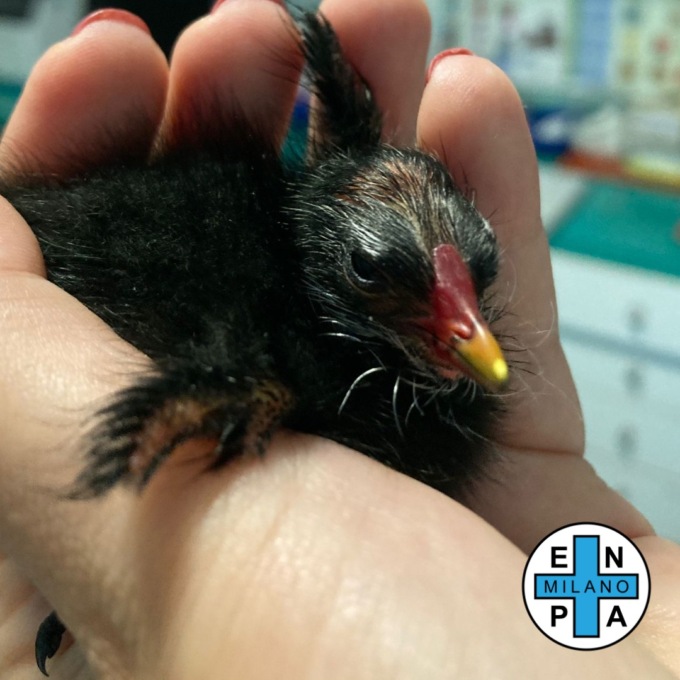 Pulcino di gallinella d’acqua intrappolato in un tombino a Cassina
