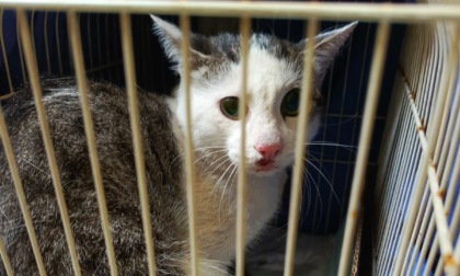 Dopo il salvataggio, questo gatto smarrito al San Raffaele cerca la sua famiglia