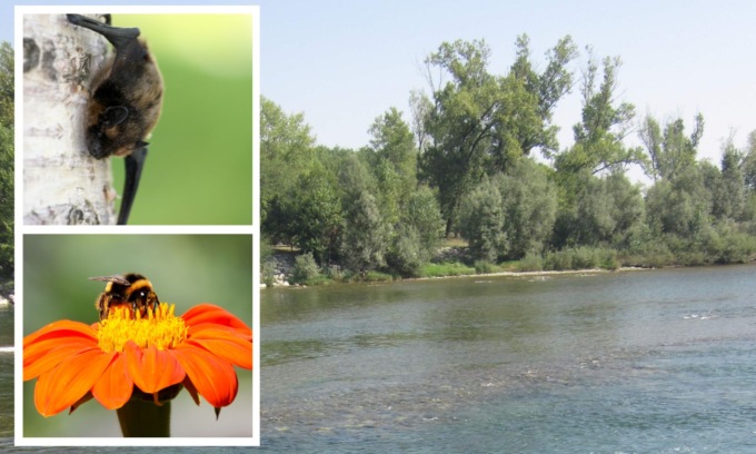 Pipistrelli e api devono ritrovare il loro habitat lungo l’Adda: ecco il progetto