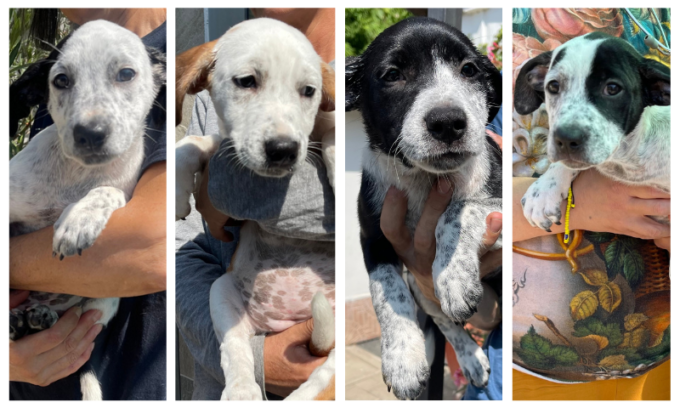 A Segrate ci sono quattro “super” cuccioli in attesa di adozione