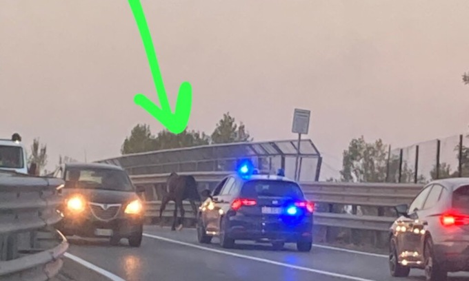 Cavallo fugge dal maneggio e galoppa per le strade tra Grezzago e Trezzo sull’Adda