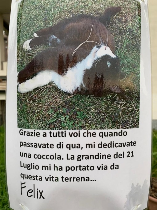 La grandine ha portato via Felix, il randagio “adottato” da tutta Melzo