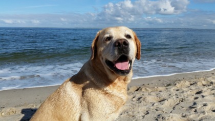 Le vacanza sono indimenticabili anche per il vostro amico a 4 zampe: mandateci la sua foto