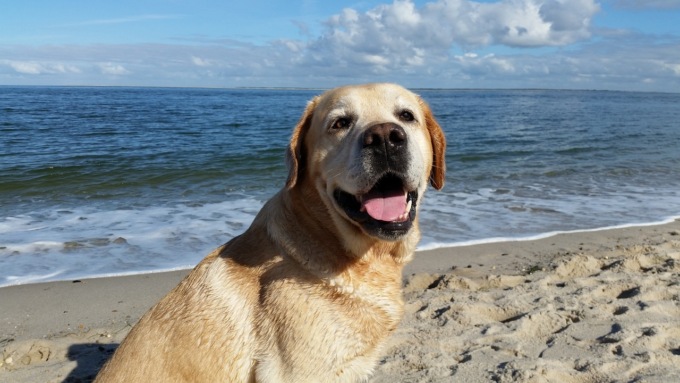 Le vacanza sono indimenticabili anche per il vostro amico a 4 zampe: mandateci la sua foto