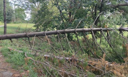 Partono i lavori di rimozione degli alberi caduti a Brugherio, la legna sarà usata per produrre calore