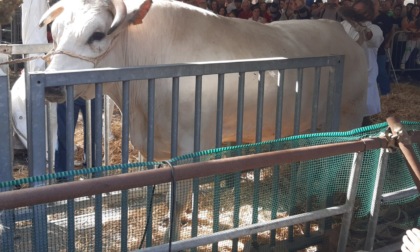 La "blue tongue" sfratta il bue dalla piazza di Inzago