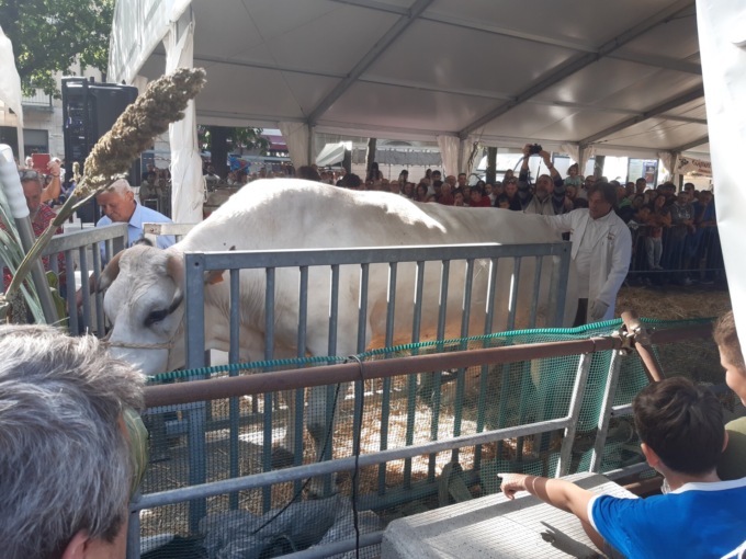 Inzago, festa del paese: il bue Gigi pesa 1.139 chilogrammi