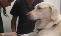 Anche i cani donano il sangue: Bella ha aiutato Pippi grazie a ConFido Brugherio