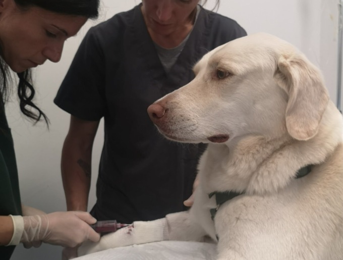Anche i cani donano il sangue: Bella ha aiutato Pippi grazie a ConFido Brugherio
