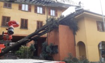 Albero alto 12 metri crolla vicino a una scuola a Pioltello