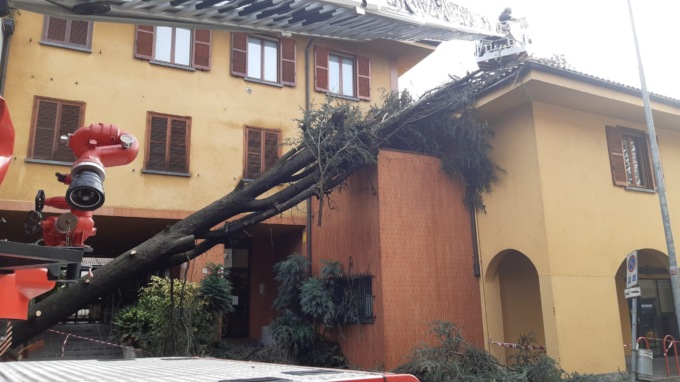 albero crollato pioltello