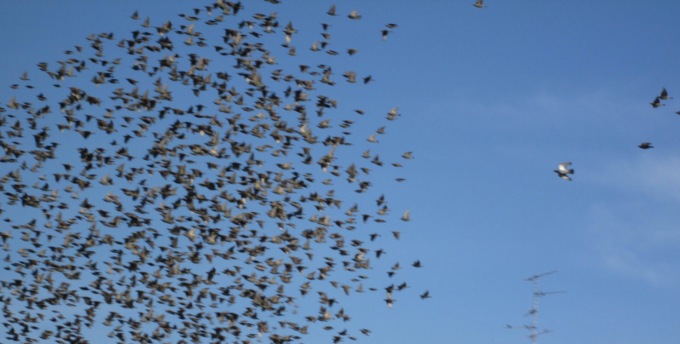 Invasione di storni a Cernusco sul Naviglio, tra coreografie in cielo e frastuono