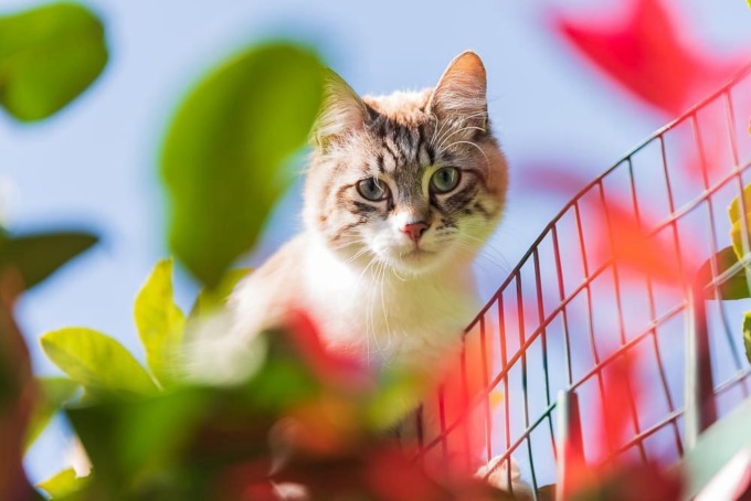 Scomparso per un mese poi il lieto fine: “Skye” è tornato a casa a Gessate