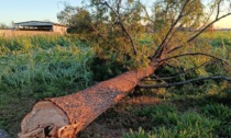 Il giallo degli alberi tagliati a Cassina de' Pecchi: il Comune ha avviato le indagini