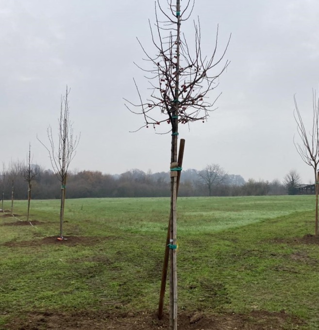 Cassina celebra la Festa degli Alberi con un programma di oltre 100 piantumazioni