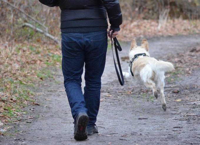 Una passeggiata a 6 zampe a Pessano con Bornago per la pet therapy
