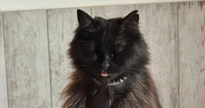 “Volevano portare via il mio gatto”, è successo a Capriate
