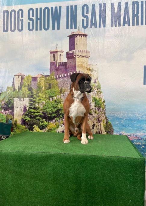 E’ di Trezzo il boxer più bello, sbaraglia la concorrenza a San Marino e si qualifica per il prestigioso Crufts