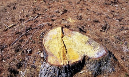 Alberi abbattuti, a Cernusco sul Naviglio la lista di minoranza picchia i pugni sul tavolo