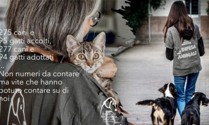 Lega nazionale per la difesa del cane, tutti gli animali salvati nel 2023