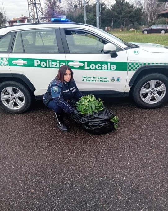 Sacchi nei campi con dentro… foglie di marijuana