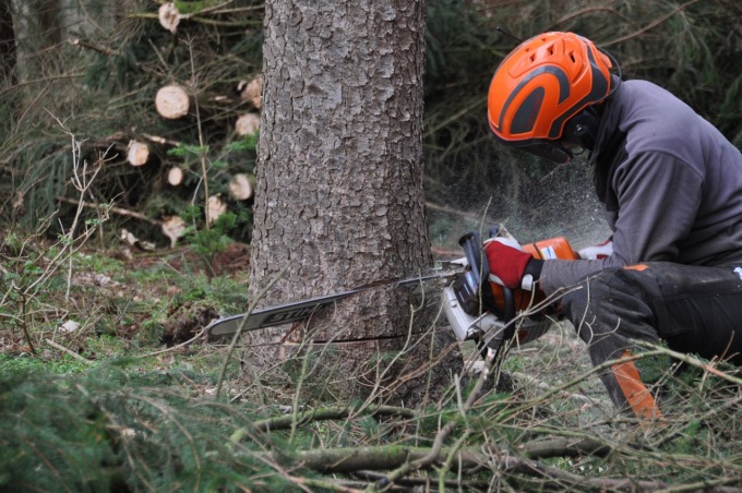 Alberi abbattuti senza permesso, maxi multa a un condominio di Cologno Monzese