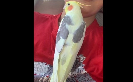 “Pepe” si è smarrito a Pioltello: aiutiamo a ritrovarlo