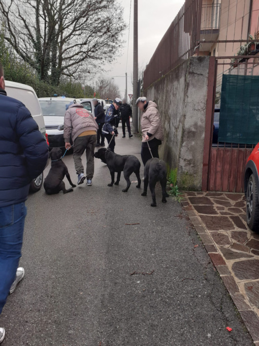 Trezzo sull’Adda, tre molossoidi in “fuga”: interviene la Polizia Locale