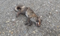 Trezzo: trovata un volpe morta, si teme che possa essere rimasta impigliata in una trappola
