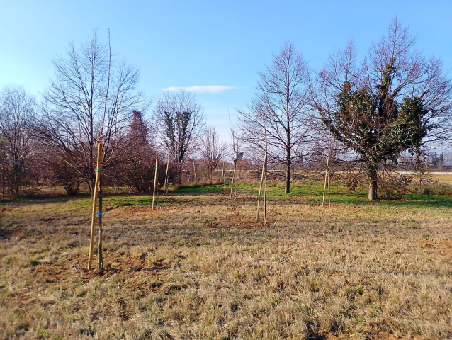 Nuovi alberi a Gessate, iniziate le piantumazioni: ecco dove