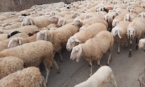 La transumanza degli ovini tra le strade di Bussero