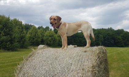 La proposta per il Parco della Besozza: un'area destinata solo ai cani senza guinzaglio