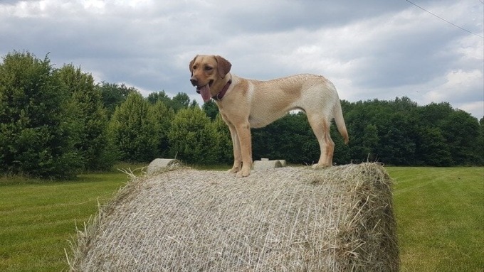 La proposta per il Parco della Besozza: un’area destinata solo ai cani senza guinzaglio