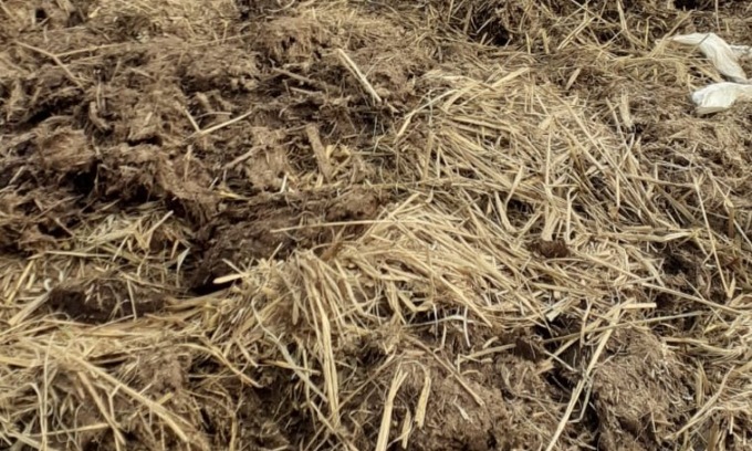 A Fara Gera d’Adda tra il concime sparso nei campi spunta una carcassa