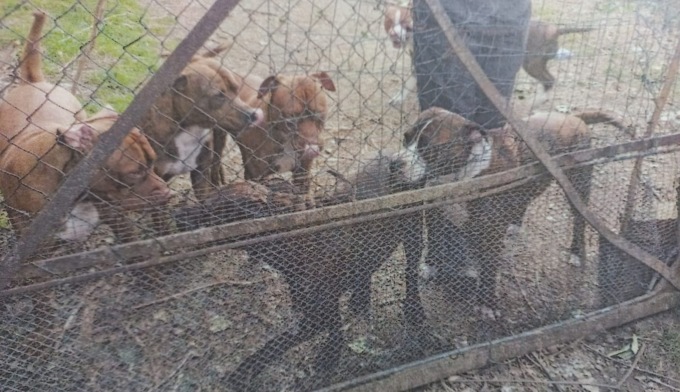 Occupa una cascina con otto pitbull, denunciato