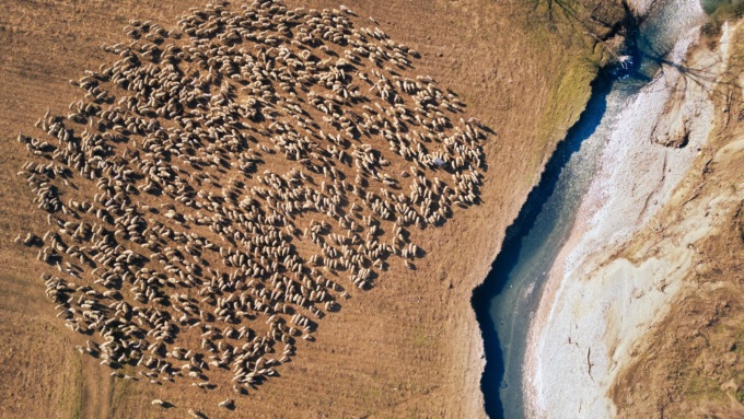 La transumanza per le strade della Martesana vista dal cielo: lo spettacolo della natura