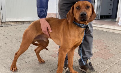 Cane accalappiato dalla Polizia Locale cerca una nuova casa