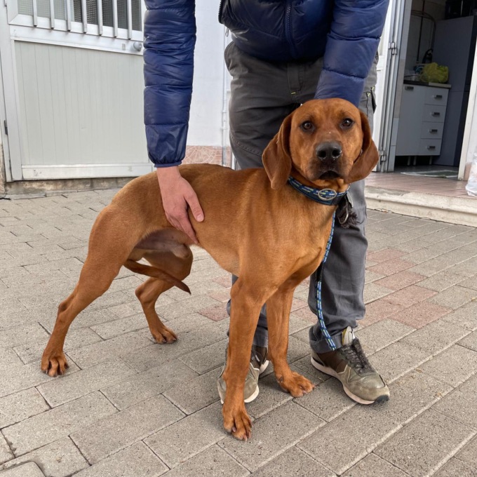 Cane accalappiato dalla Polizia Locale cerca una nuova casa