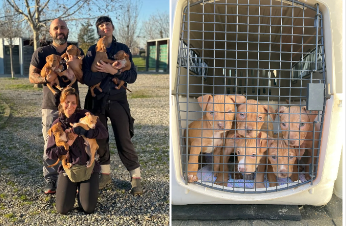 cuccioli cani salvati da Enpa